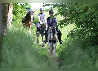 Tinker, Merrie, 4 Jaar, 132 cm, Gevlekt-paard
