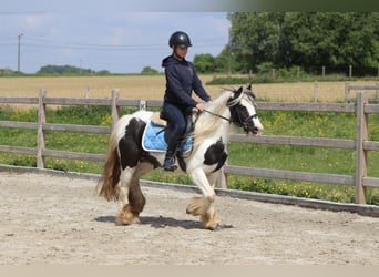 Tinker, Merrie, 4 Jaar, 132 cm, Gevlekt-paard