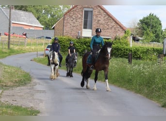 Tinker, Merrie, 4 Jaar, 132 cm, Gevlekt-paard