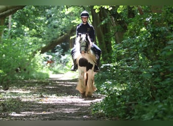 Tinker, Merrie, 4 Jaar, 132 cm, Gevlekt-paard