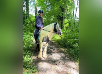 Tinker, Merrie, 4 Jaar, 132 cm, Gevlekt-paard