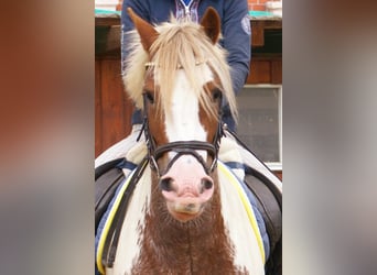 Tinker, Merrie, 4 Jaar, 132 cm, Gevlekt-paard