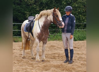 Tinker, Merrie, 4 Jaar, 132 cm, Gevlekt-paard