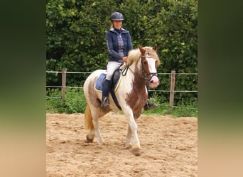 Tinker, Merrie, 4 Jaar, 132 cm, Gevlekt-paard