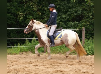 Tinker, Merrie, 4 Jaar, 132 cm, Gevlekt-paard