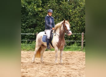 Tinker, Merrie, 4 Jaar, 132 cm, Gevlekt-paard