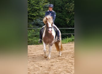 Tinker, Merrie, 4 Jaar, 132 cm, Gevlekt-paard
