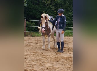 Tinker, Merrie, 4 Jaar, 132 cm, Gevlekt-paard