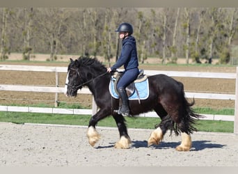 Tinker, Merrie, 4 Jaar, 133 cm, Zwart
