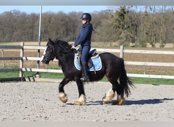 Tinker, Merrie, 4 Jaar, 133 cm, Zwart