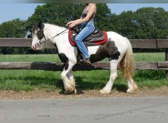 Tinker, Merrie, 4 Jaar, 135 cm, Gevlekt-paard