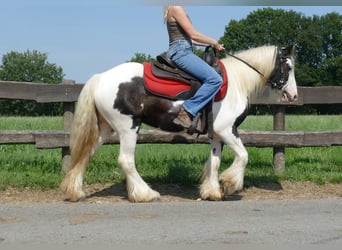 Tinker, Merrie, 4 Jaar, 135 cm, Gevlekt-paard