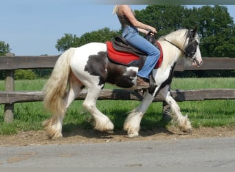 Tinker, Merrie, 4 Jaar, 135 cm, Gevlekt-paard