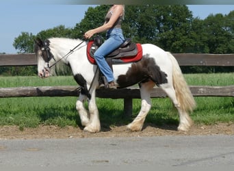 Tinker, Merrie, 4 Jaar, 135 cm, Gevlekt-paard