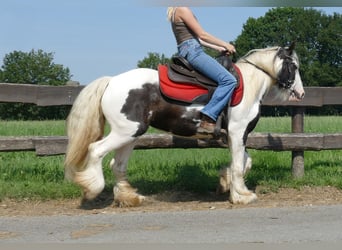 Tinker, Merrie, 4 Jaar, 135 cm, Gevlekt-paard