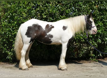 Tinker, Merrie, 4 Jaar, 135 cm, Gevlekt-paard