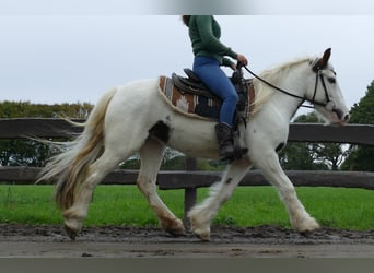 Tinker, Merrie, 4 Jaar, 137 cm, Gevlekt-paard
