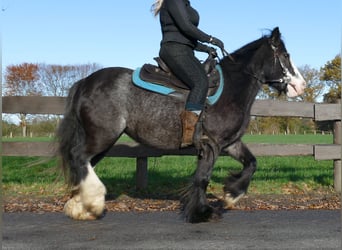 Tinker, Merrie, 4 Jaar, 138 cm, Zwart