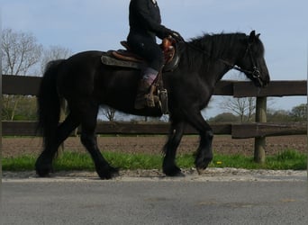 Tinker, Merrie, 4 Jaar, 138 cm, Zwart