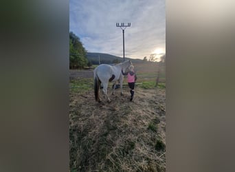 Tinker, Merrie, 4 Jaar, 140 cm, Gevlekt-paard