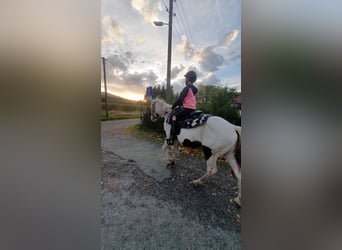 Tinker, Merrie, 4 Jaar, 140 cm, Gevlekt-paard