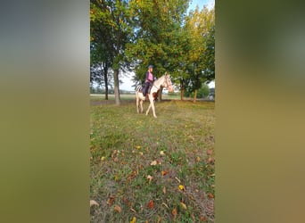 Tinker, Merrie, 4 Jaar, 140 cm, Gevlekt-paard