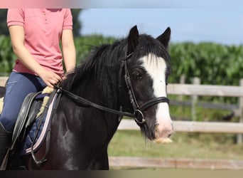 Tinker, Merrie, 4 Jaar, 140 cm, Zwart