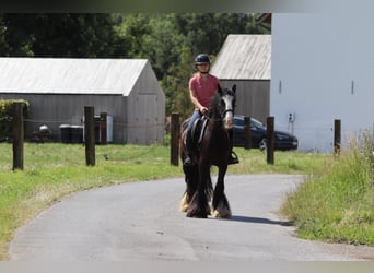 Tinker, Merrie, 4 Jaar, 140 cm, Zwart