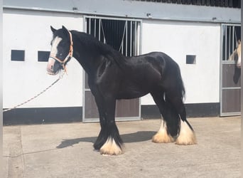 Tinker, Merrie, 4 Jaar, 140 cm, Zwart
