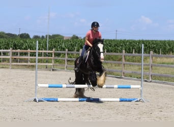Tinker, Merrie, 4 Jaar, 140 cm, Zwart