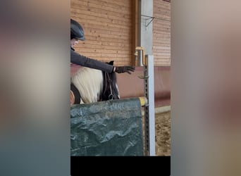 Tinker, Merrie, 4 Jaar, 143 cm, Gevlekt-paard