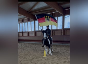 Tinker, Merrie, 4 Jaar, 143 cm, Gevlekt-paard