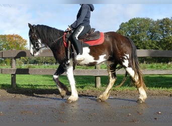 Tinker, Merrie, 4 Jaar, 144 cm, Gevlekt-paard