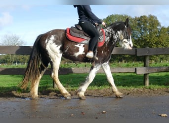 Tinker, Merrie, 4 Jaar, 144 cm, Gevlekt-paard