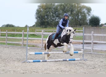 Tinker, Merrie, 4 Jaar, 144 cm, Gevlekt-paard