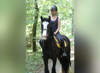 Tinker, Merrie, 4 Jaar, 144 cm, Zwart