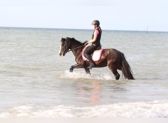 Tinker, Merrie, 4 Jaar, 144 cm, Zwart