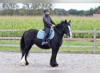 Tinker, Merrie, 4 Jaar, 144 cm, Zwart