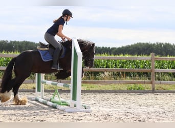 Tinker, Merrie, 4 Jaar, 144 cm, Zwart