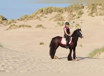 Tinker, Merrie, 4 Jaar, 144 cm, Zwart