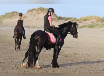 Tinker, Merrie, 4 Jaar, 144 cm, Zwart
