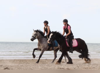 Tinker, Merrie, 4 Jaar, 144 cm, Zwart