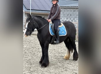 Tinker, Merrie, 4 Jaar, 144 cm, Zwart