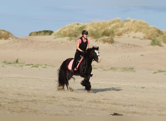 Tinker, Merrie, 4 Jaar, 144 cm, Zwart