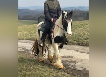 Tinker, Merrie, 4 Jaar, 145 cm, Gevlekt-paard