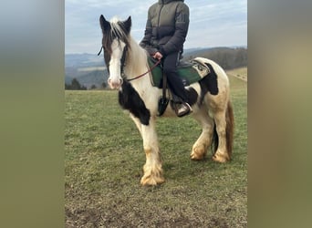 Tinker, Merrie, 4 Jaar, 145 cm, Gevlekt-paard