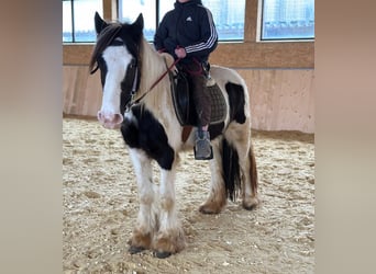 Tinker, Merrie, 4 Jaar, 145 cm, Gevlekt-paard