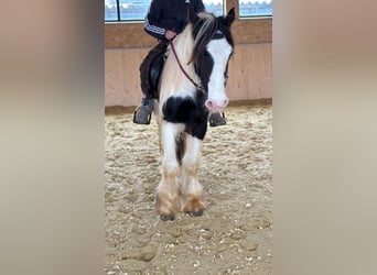 Tinker, Merrie, 4 Jaar, 145 cm, Gevlekt-paard