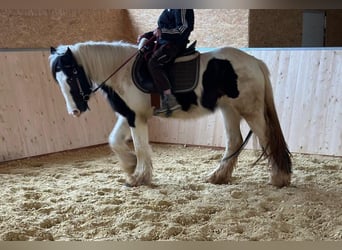 Tinker, Merrie, 4 Jaar, 145 cm, Gevlekt-paard