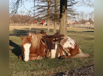 Tinker, Merrie, 4 Jaar, 145 cm, Gevlekt-paard